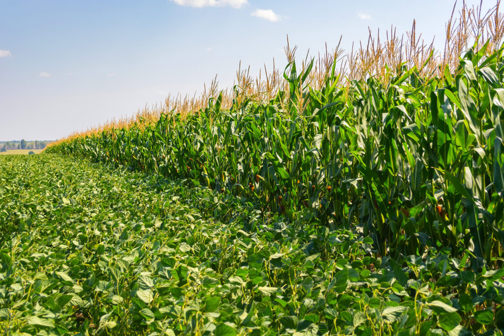 Corn and soybean fields in Northwest Minnesota